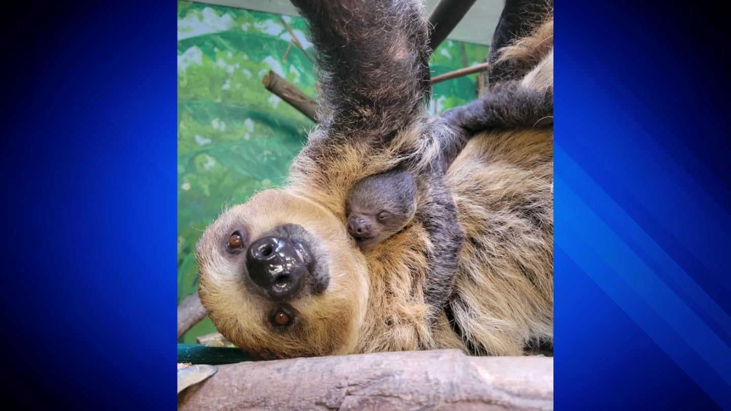 Clinging to mom: Stone Zoo welcomes baby two-toed sloth – Boston 25 News