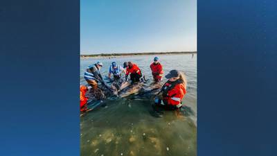 'Unprecedented' stranding of bottlenose dolphins on Cape Cod prompts large emergency response