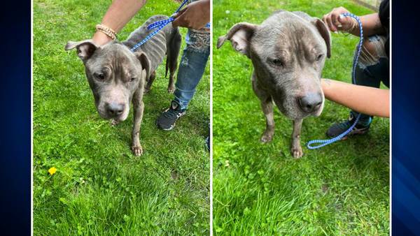 Police searching for suspect accused of dumping dog from back of truck in Fall River