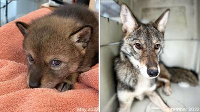 Cape Cod coyote who was mistaken for lost puppy released into wild with foster sibling