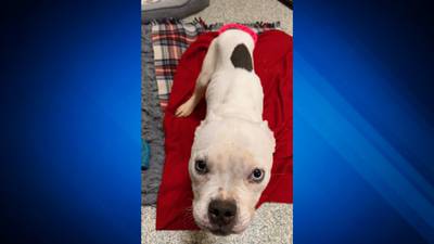 Owner sought after Pit Bull puppy found emaciated in a crate near Boston cemetery