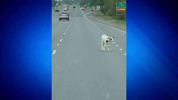Cow-nt me out! Brave bovine makes daring escape on I-95 in Georgetown