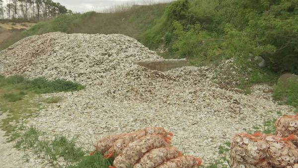 Massachusetts nonprofit recycles oyster shells to help the environment, restaurants