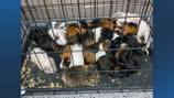 Nearly 50 guinea pigs found abandoned, in ‘dire situation’ near Dracut brook