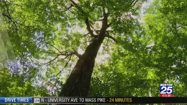 How a tree in Central Mass. is using Twitter to share climate change data