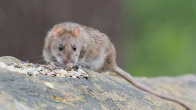 Why so many rats these days? Growing number of Mass. communities being overrun by pesky rodents