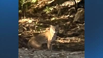 Large bobcat mistaken for mountain lion in NH town