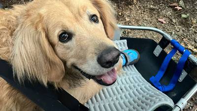 Photos: Golden Retriever rescued after getting hurt on mountain trail in New Hampshire