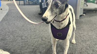 Furever Friday: Carly looking for a forever home