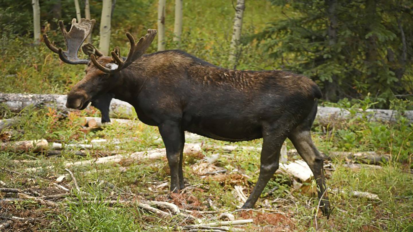 New Hampshire moose hunting lottery open Boston 25 News