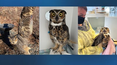 Great Horned Owl recovering on Cape Cod after crashing into bird feeder in Plymouth