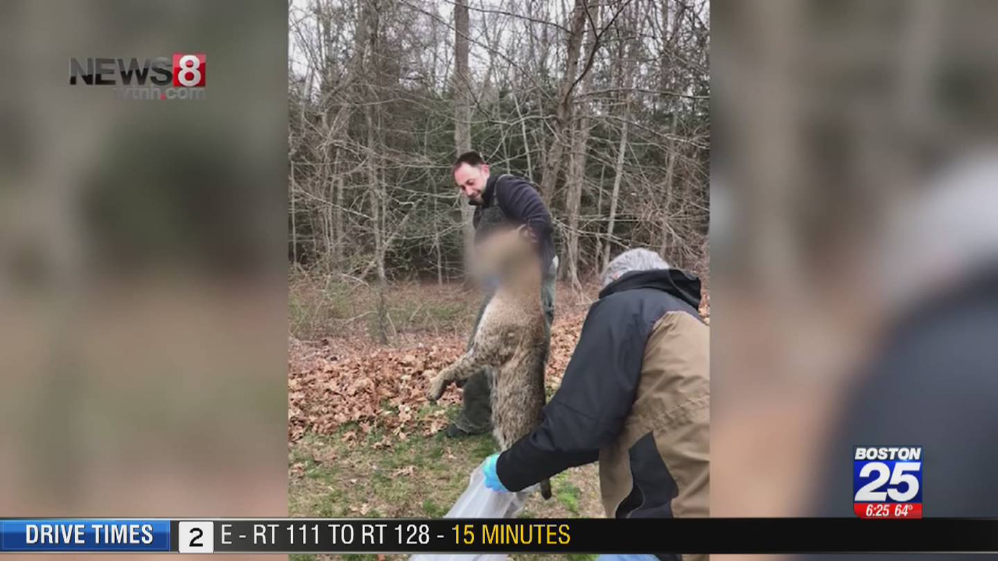 Rabid Bobcat Attacks Golfer On Connecticut Course Officials Say Boston 25 News 