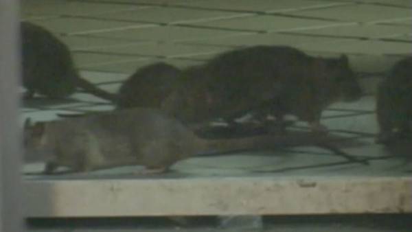 ‘They’re just eating my car’: Rats ravage car wires in Boston’s South End
