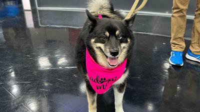 Furever Friday: 5-year-old Sky looking for a forever home