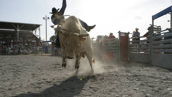 Runaway bull injures 6 at Northern California rodeo