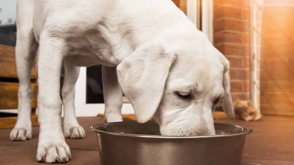 Dog food shipped to retailers in New England recalled due to potential salmonella contamination