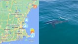 Recent Mass. shark sightings: Map shows great whites off South Shore, North Shore