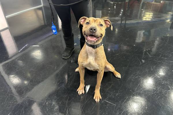 Furever Friday: Pit mix Clover looking for a forever home