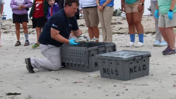 WATCH: Endangered sea turtles returned to wild after long recovery with NEAQ staff