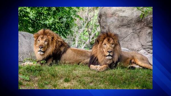Brotherly love: Franklin Park Zoo lion Dinari to have medical procedure to help his brother, Kamaia