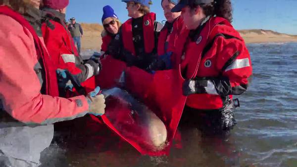 WATCH: Two stranded dolphins are returned to waters off Provincetown