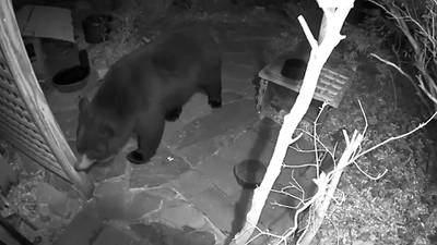 WATCH: Video shows black bear looking for snack in Sharon yard