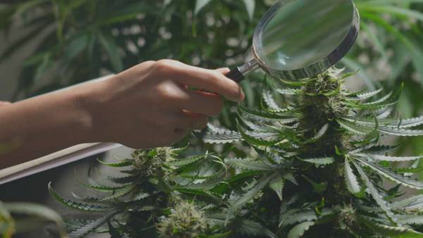 Plant disease threatening Massachusetts’ huge marijuana growing industry