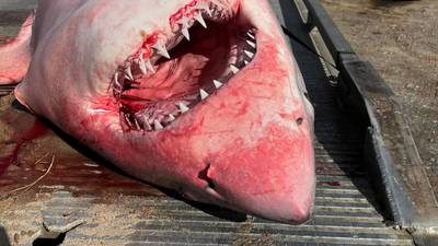 Photos: Sharks washes up on Orleans beach