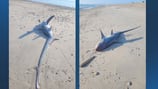 Thresher shark washes up on Duxbury Beach 