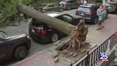 Toppled tree in South End crushes cars, startles neighbors 