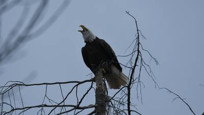 Photos: Multiple bald eagles spotted in Lexington over the weekend