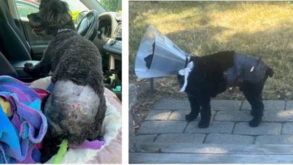 Owner sought after three pit bulls allegedly attack small dog at popular Lynn playground