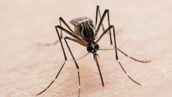 ‘Prevent mosquito bites’: High risk for EEE in six Mass. communities, state health officials say