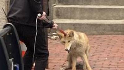 Photos: Coyote wrangled on Beacon Hill