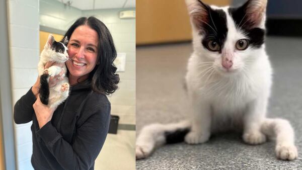 Happy ending: Gumby, kitten with deformed legs, finds forever home with Boston radio personality