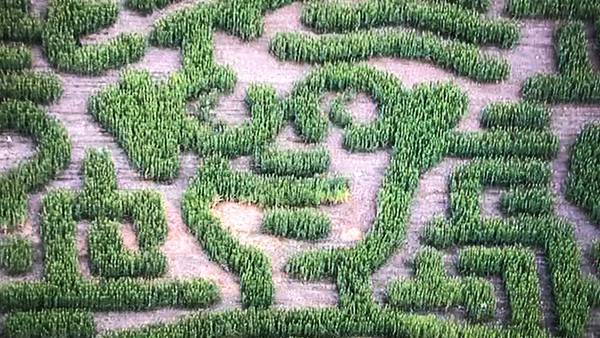 Three New England corn mazes among the best in the country, according to new survey 