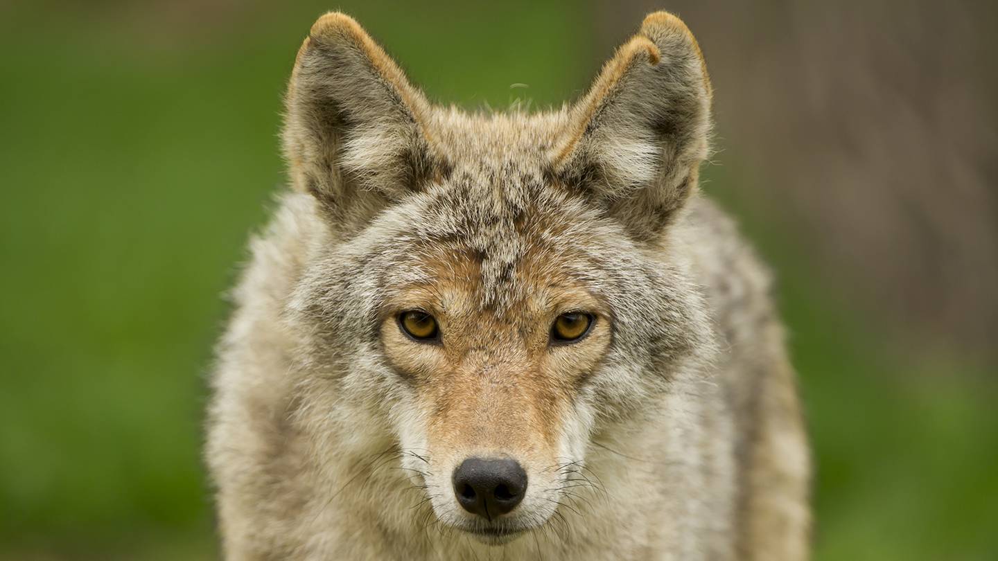 Do we have a coyote problem in Massachusetts? An expert weighs in