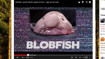 Blobfish named 'World's Ugliest Animal' – Boston 25 News
