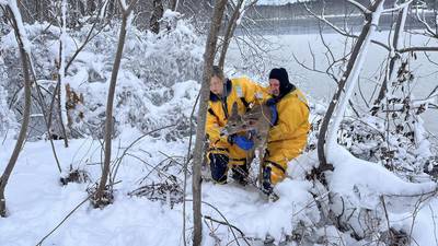 ‘Well done’: Crews rescue deer stuck in icy pond in Pelham, New Hampshire