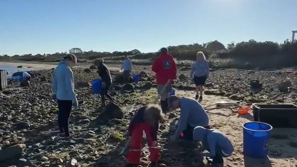 Nantucket scallops stranded along shore after washing up during Hurricane Lee 
