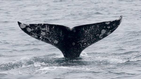 New ‘slow zone’ to protect rare whales off Massachusetts