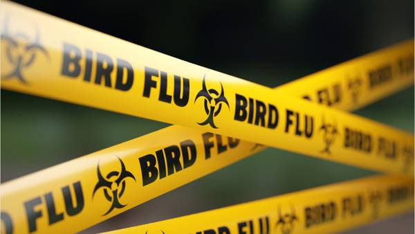Bird flu detected in Barnstable County flock, health officials say