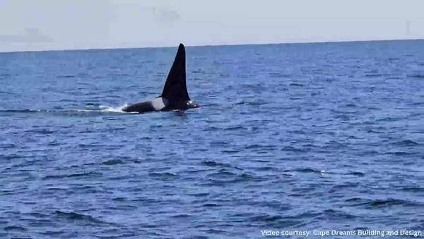 WATCH: Orca whale spotted off the coast of Chatham