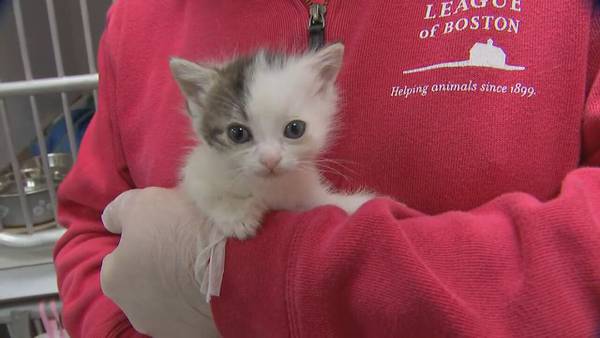Animal Rescue League takes in nearly 70 cats and kittens from overcrowding situations 