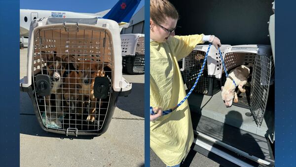‘We had to help’: MSPCA caring for more than two dozen dogs from Texas 