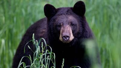 Late night snacking: Bear breaks into NH family’s kitchen looking for food