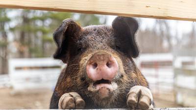 Abandoned Boston pig finds new home in NH