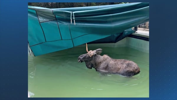 WATCH: Moose caught on video in swimming pool in New Hampshire, walks away when officers arrive 