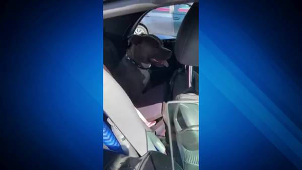 Police: Dog trapped in hot car for ‘close to an hour’ in Dedham parking lot