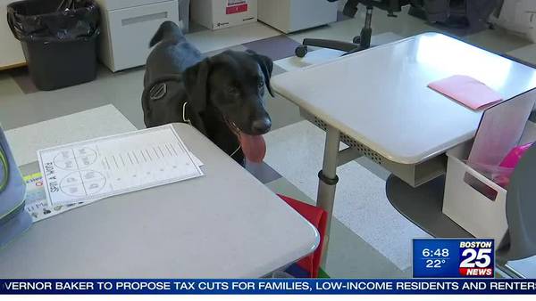 Dogs learning to detect COVID-19 in Massachusetts’ schools